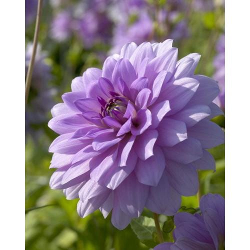 Garden State Bulb 3 Pack Dahlia Blue Boy Bulbs LB22106 At Lowes Com   685229044211xl 