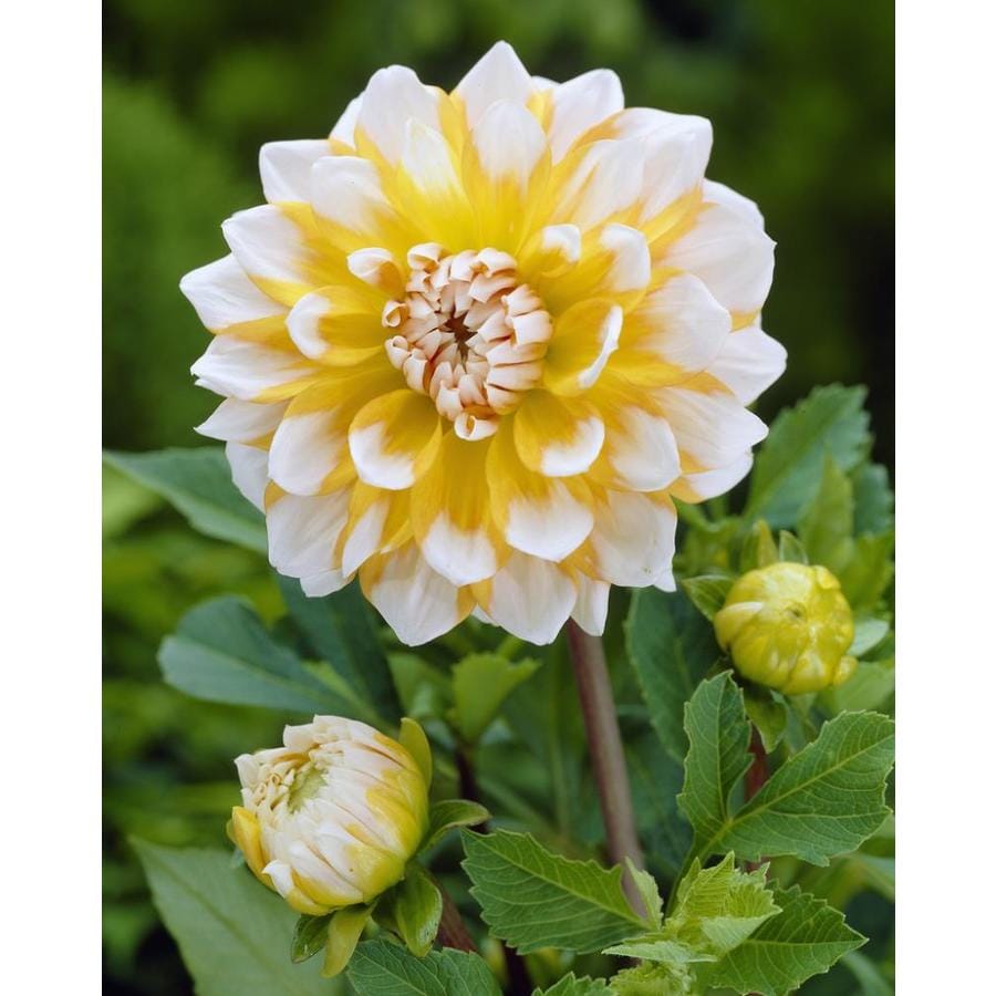 Garden State Bulb 3Pack Dahlia Seattle Bulbs (LB21625) at