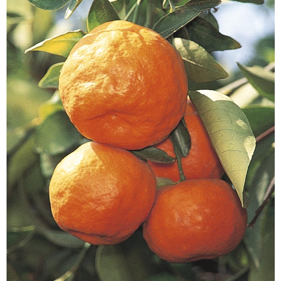 satsuma tangerine tree care