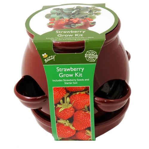Buzzy Strawberry Pot - Red at Lowes.com