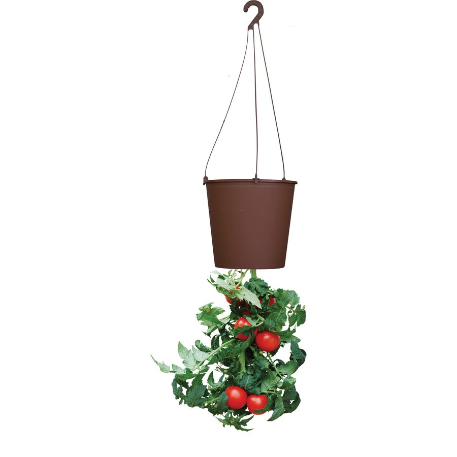 Buzzy 95259 8-in W x 7.5-in H