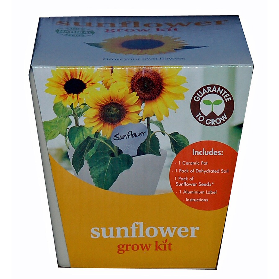 Buzzy Flower Gardening Kit at