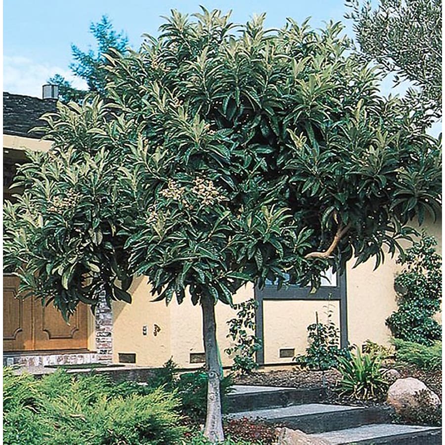 List 99+ Pictures picture of a loquat tree Updated