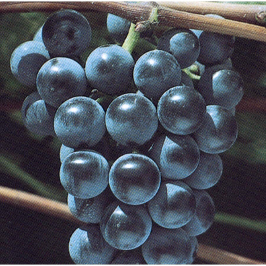 Grape Fruit Plants at