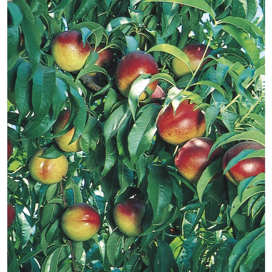 3.4-Gallon Nectarine Tree (L10424) at Lowes.com