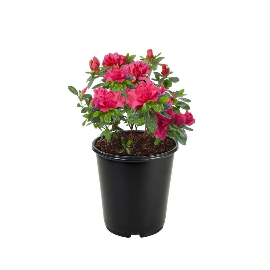 Mixed Azalea Flowering Shrub in Pot (With Soil) at Lowes.com