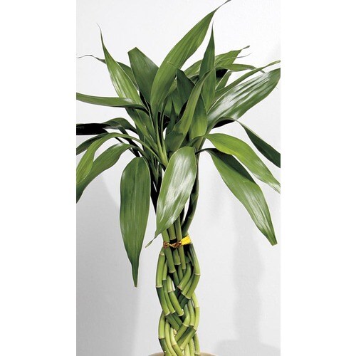 Lucky Bamboo (L20953hp) in the House Plants department at ...