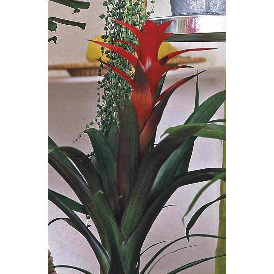 1 Pint Mixed Bromeliads in Plastic Pot L20921hp at Lowes  com