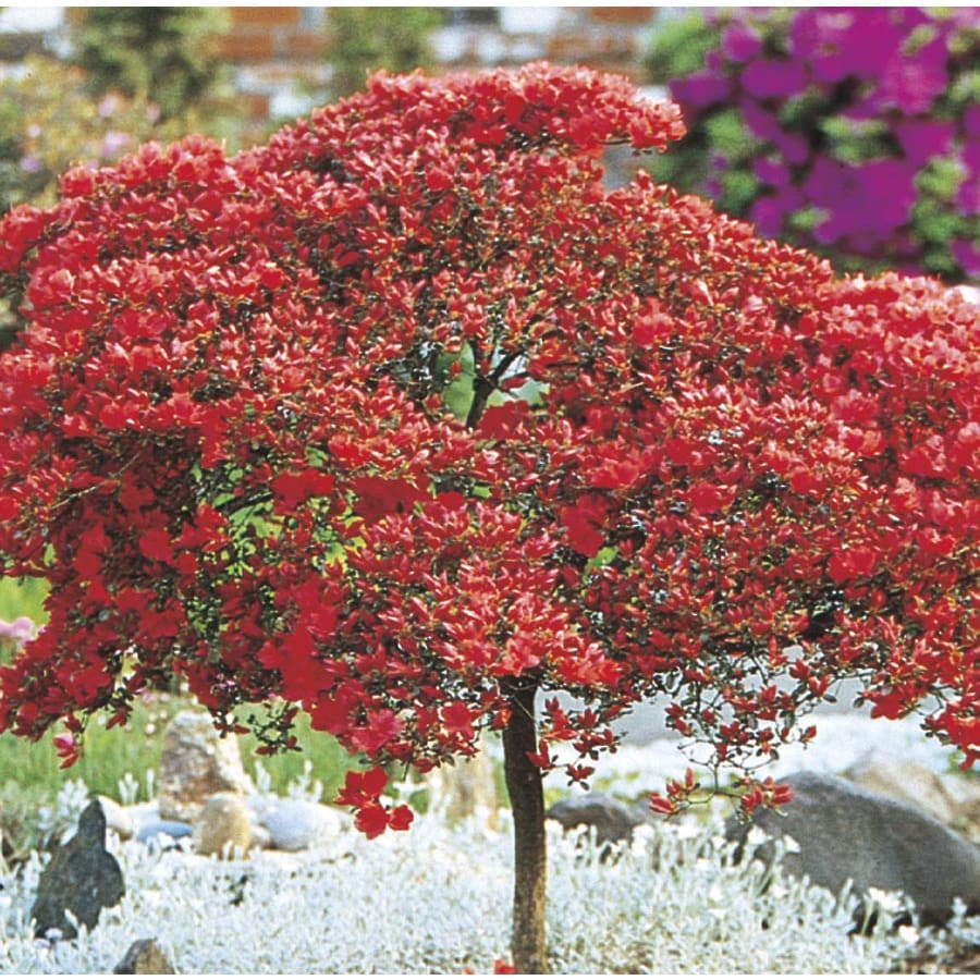 Shop 3.25Gallon Mixed Tree Azalea Flowering Shrub (L7297) at