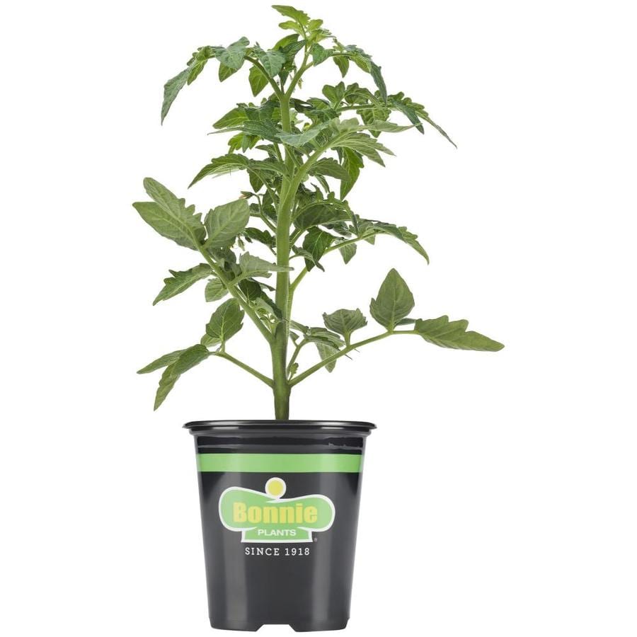 Bonnie 19 3 Oz Potted Tomato Boy Plant At Lowes Bonnie 19 3 Oz Potted Tomato Boy Plant