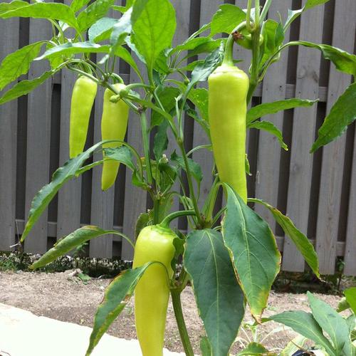 Bonnie 19.3oz in Pot Peppers Hot Banana Plant in the