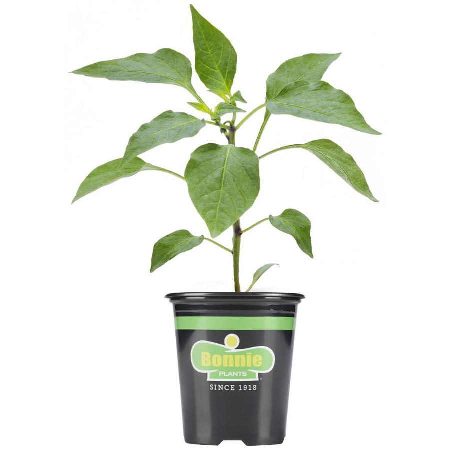 Bonnie 19.3oz Potted Peppers Sweet Green Bell Plant at