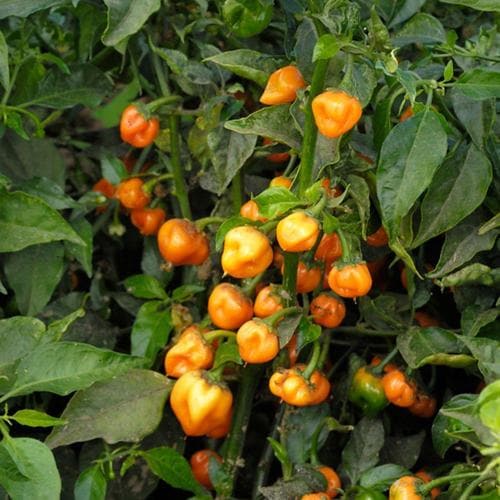 Bonnie Plants 19.3-oz in Pot Peppers Habanero Plant in the Vegetable ...