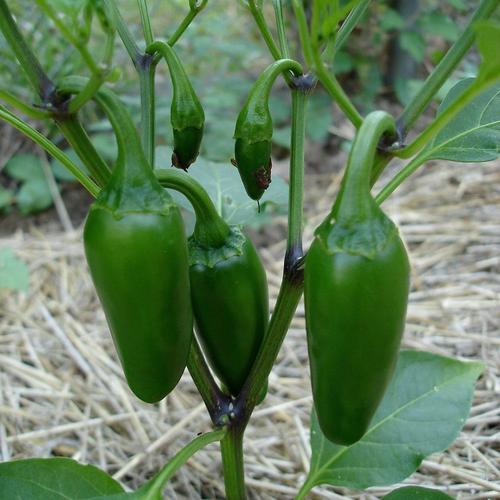 Bonnie Plants 19.3-oz in Pot Peppers Jalapeno Plant in the Vegetable ...