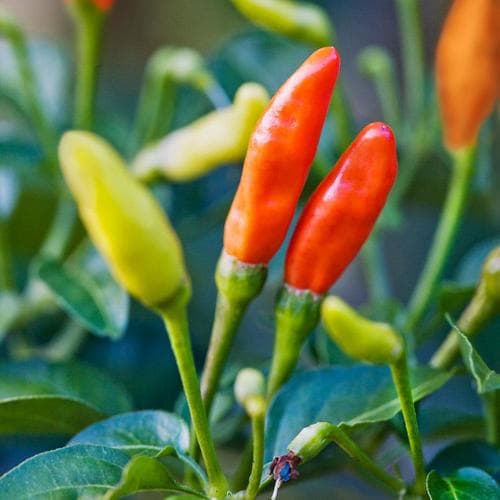 Bonnie 19.3-oz in Pot Peppers Tabasco Plant in the Vegetable Plants