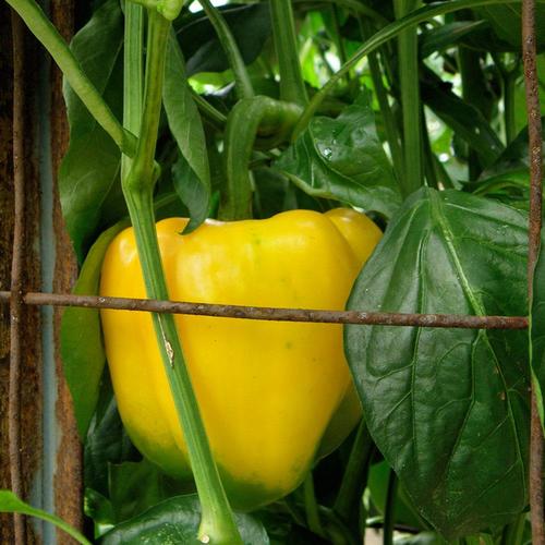 Bonnie 19.3oz in Pot Peppers Yellow Bell Plant in the Vegetable Plants