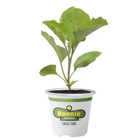 Vegetable Plants At Lowes