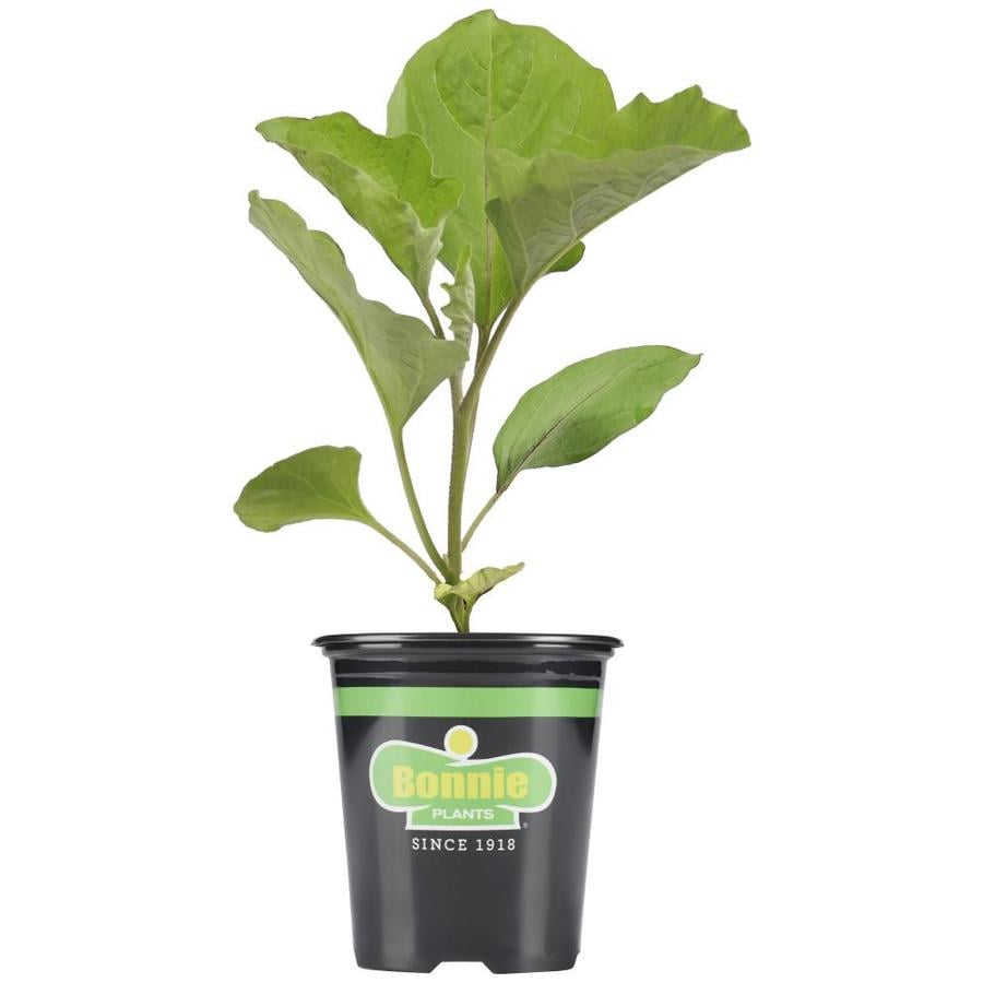 Bonnie 19 3 Oz Potted Eggplant Ichiban Plant At Lowes Bonnie 19 3 Oz Potted Eggplant Ichiban Plant