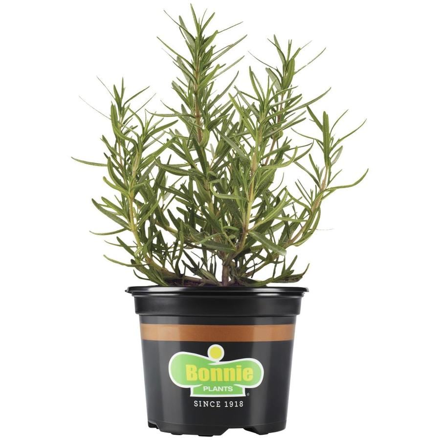 Bonnie 25-oz in Pot Lavender at Lowes.com