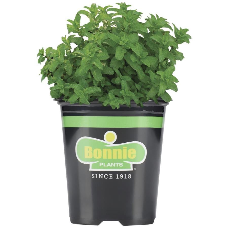 Peppermint plants lowes information