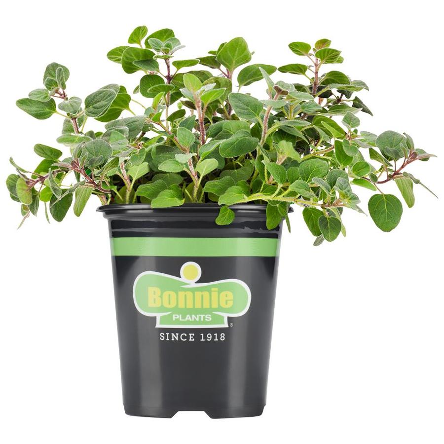 Bonnie Plants 19 3 Oz In Pot Pet Grass In The Herb Plants Department At Lowes Com
