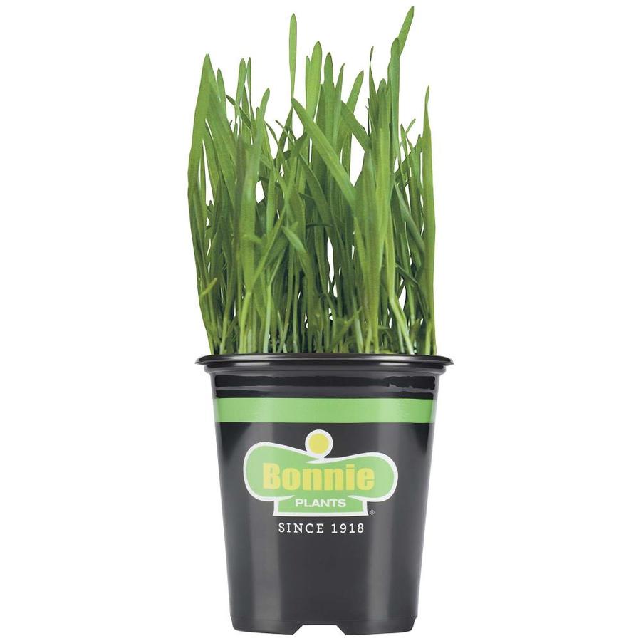 Bonnie 19.3oz in Pot Pet Grass at