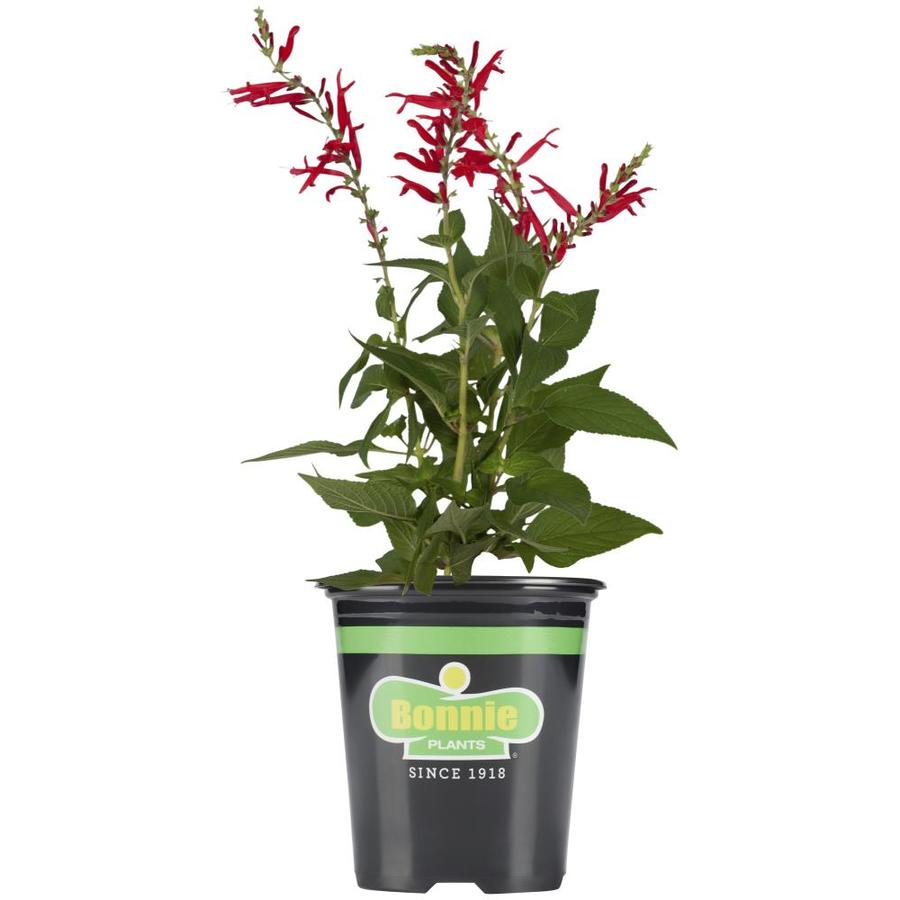 Bonnie Plants 19.3oz in Pot Sage in the Herb Plants department at