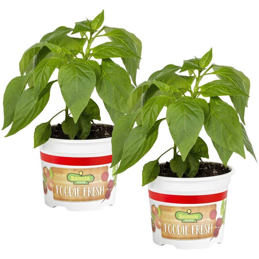 Bonnie Plants Bonnie Plants Lieutenant Broccoli 19.3 oz. 2