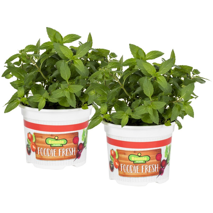 Bonnie Plants Bonnie Plants Savoy Cabbage 19.3 oz. 2pack