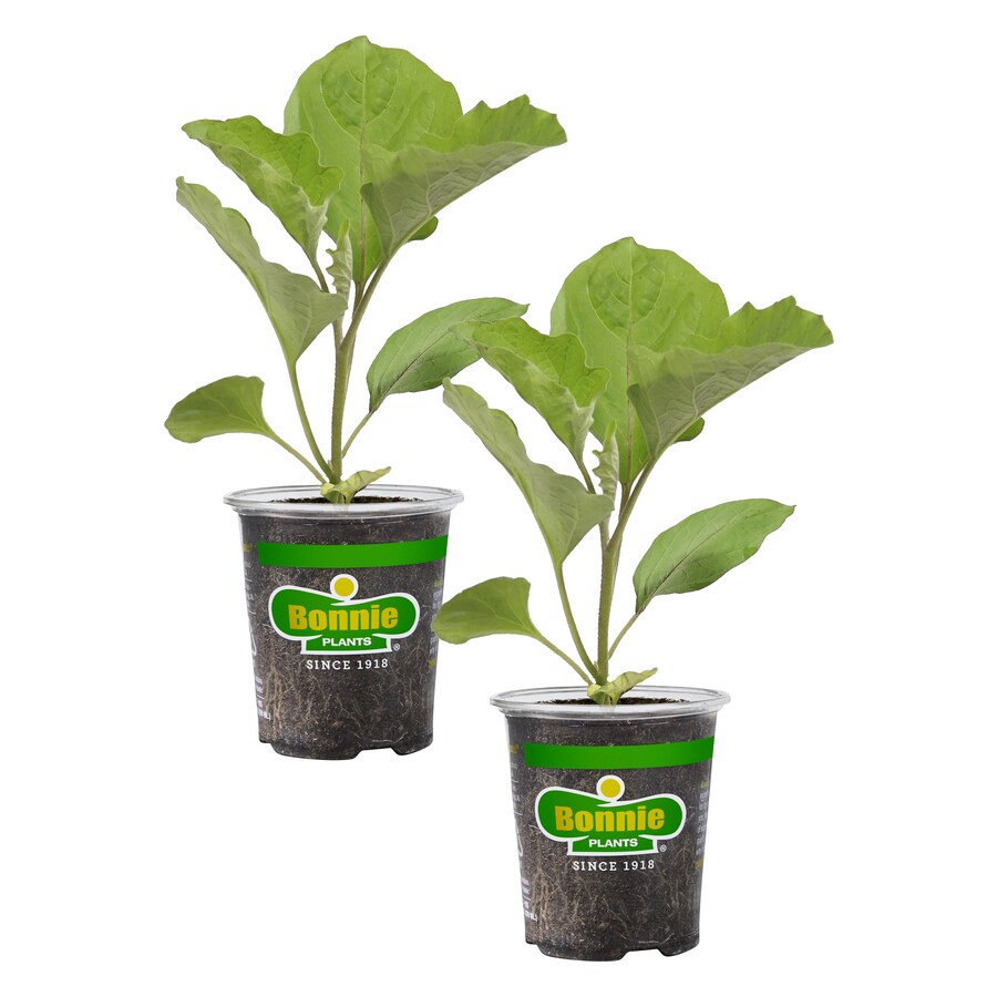 Bonnie Plants Bonnie Plants Foodie Fresh Chocolate Mint 25