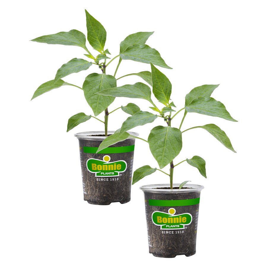 Vegetable Plants at