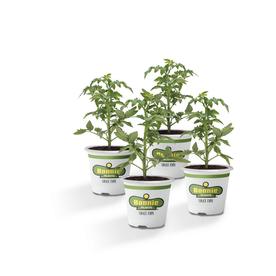 Vegetable Plants At Lowes