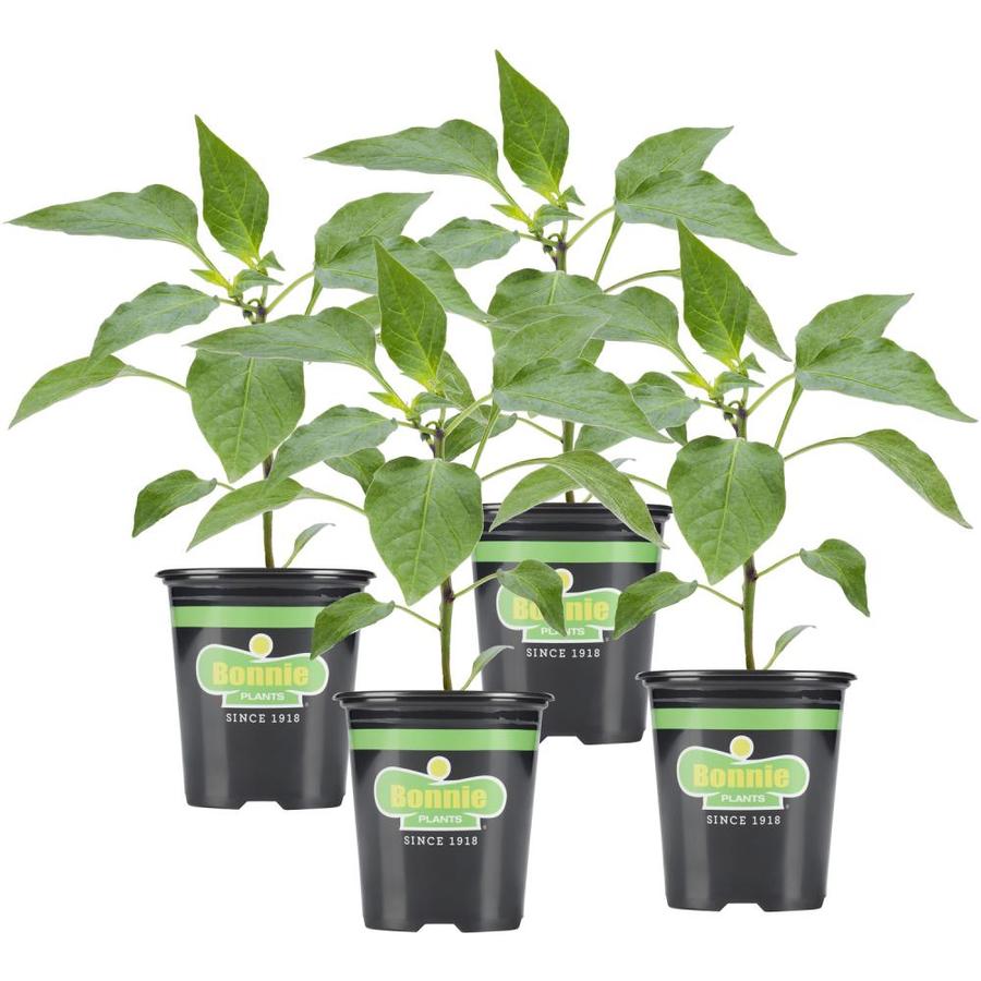 Bonnie 19.03oz in Pot Pepper Plant at
