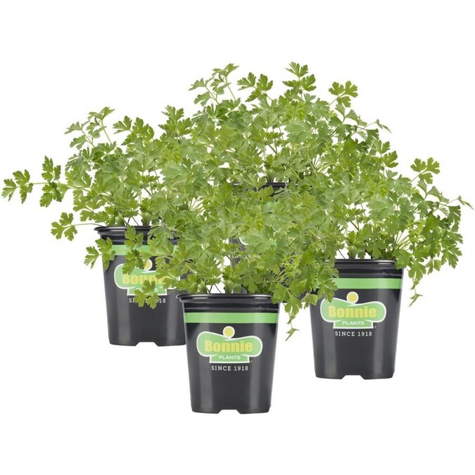 Bonnie Plants 19.3-oz in Pot Parsley Plant in the Herb Plants ...