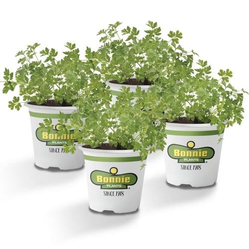 Bonnie 19.3oz in Pot Parsley Plant in the Herb Plants department at