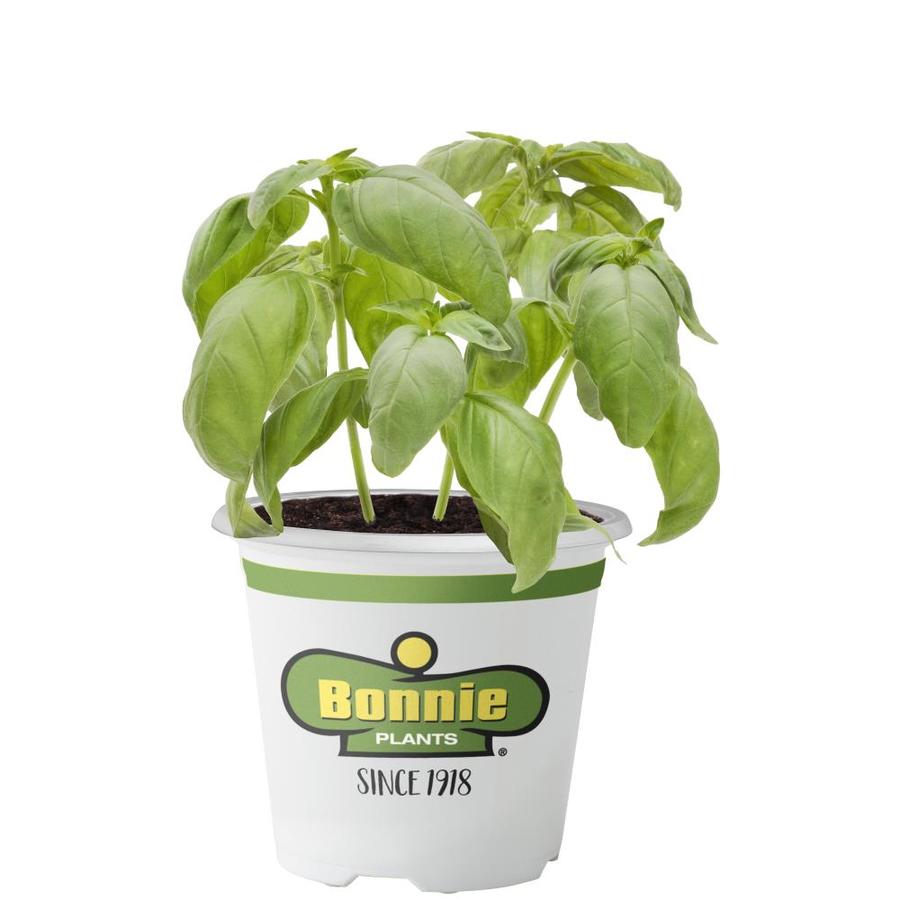 Bonnie 19.3-oz Assorted Plant At Lowes.com