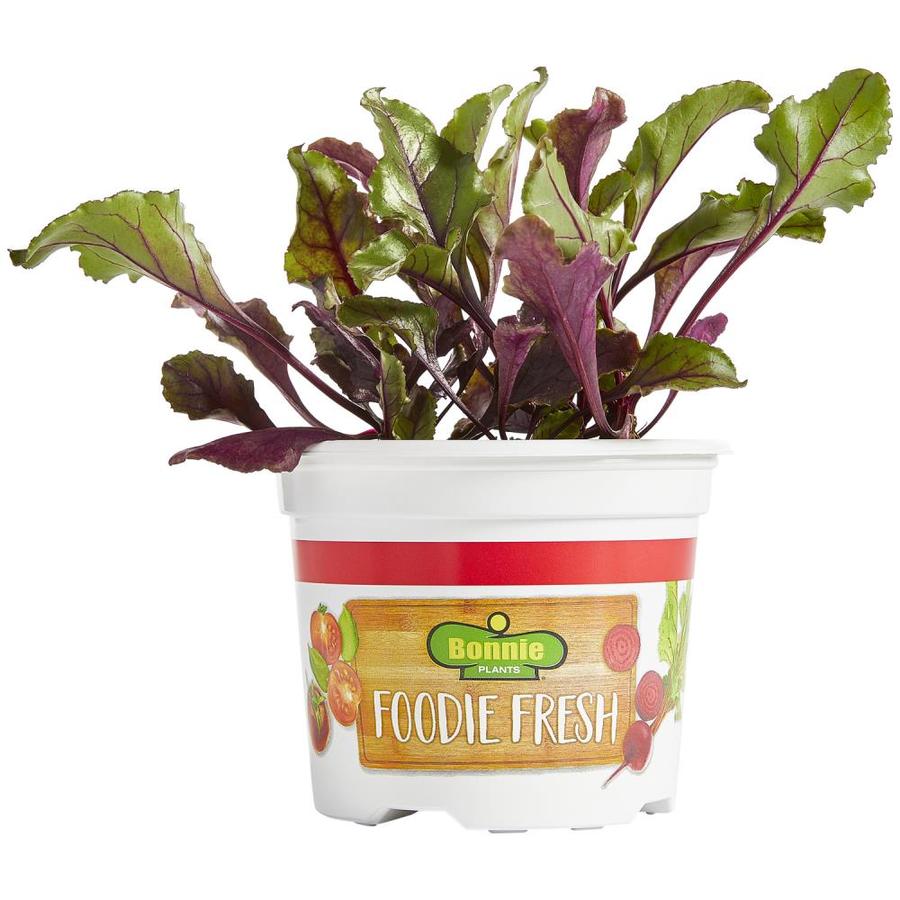 Bonnie Plants Bonnie Plants Foodie Fresh Better Than