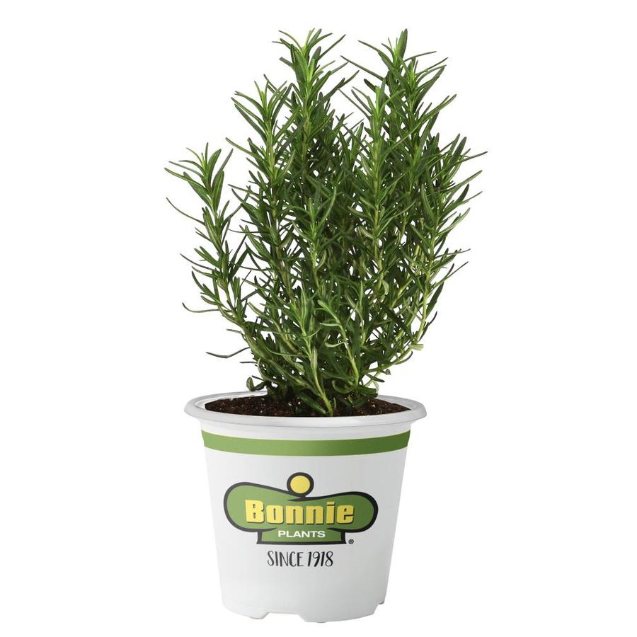 Shop Bonnie 1 Count Tomato Plant at Lowes.com