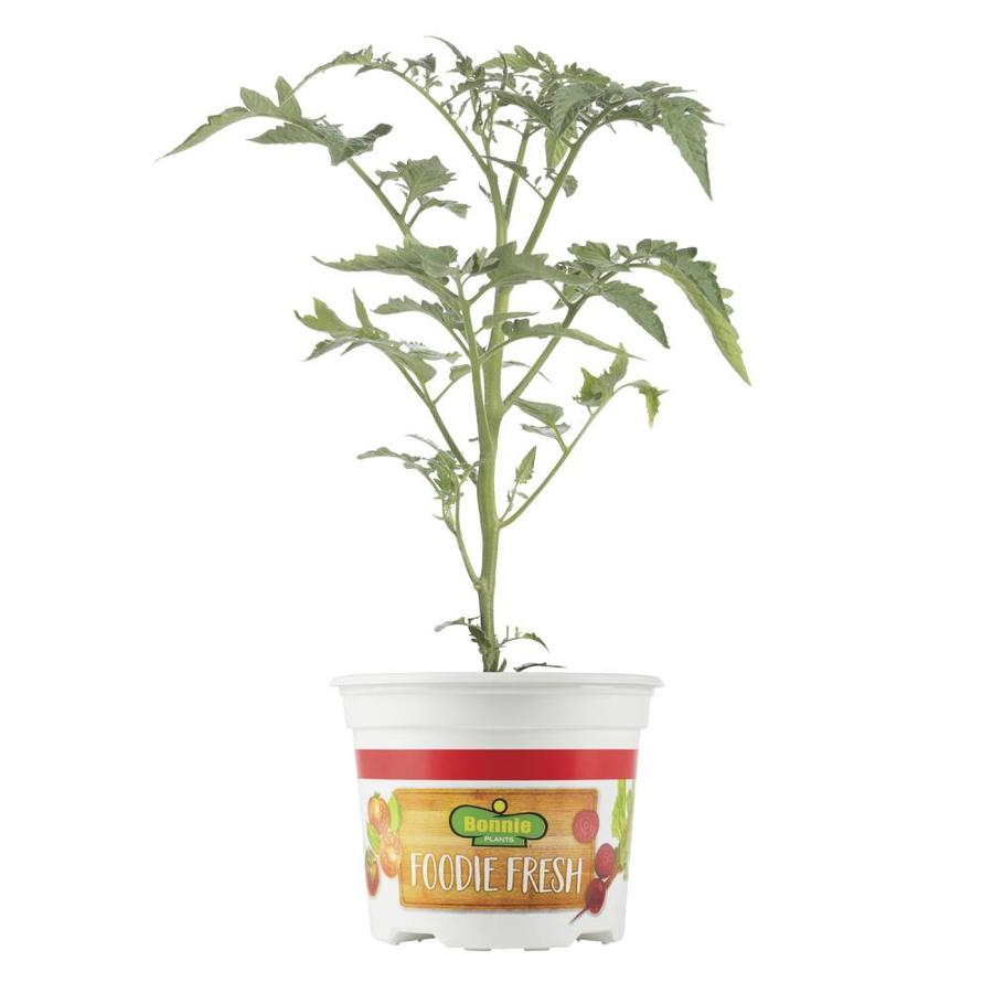 Bonnie Plants 25ozPack in Pot Summer Sandwich Tomato Plant (Vegetable