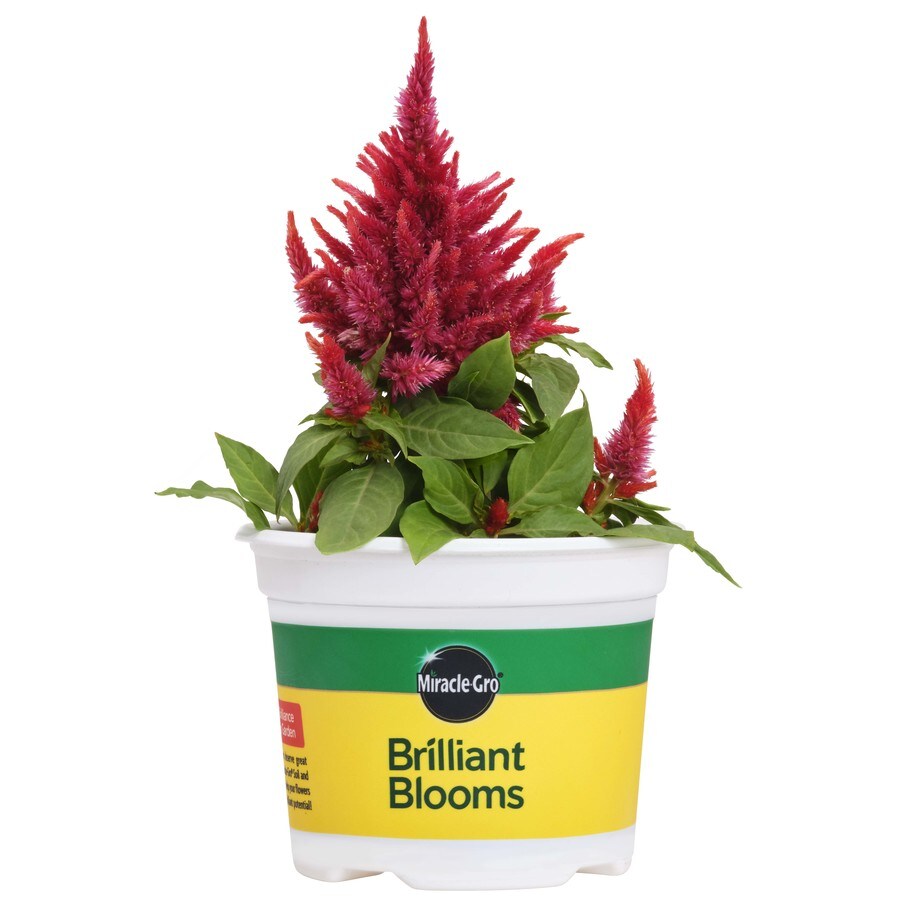 Plants, Bulbs &amp; Seeds at