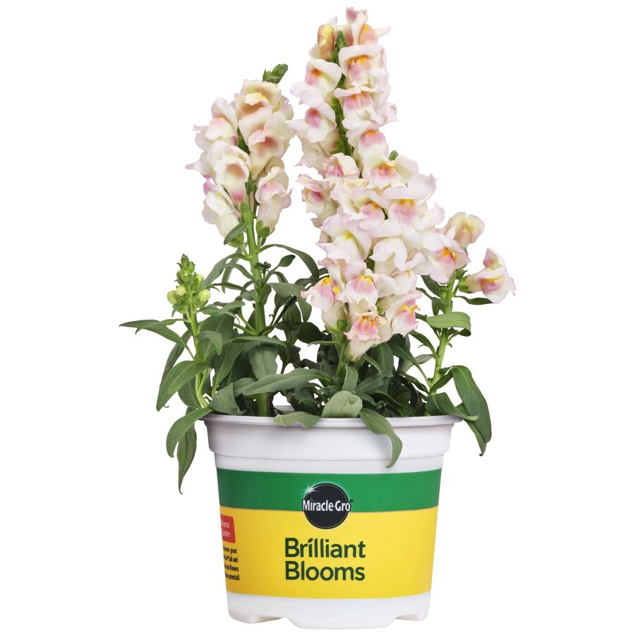 MiracleGro 25oz Multicolor Appleblossom Snapdragon in Pot in the Annuals department at