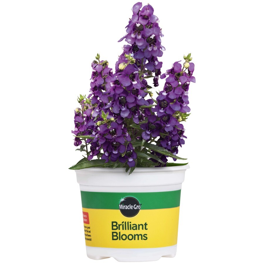 Bonnie 25-oz Purple Summer Snapdragon in Pot at Lowes.com