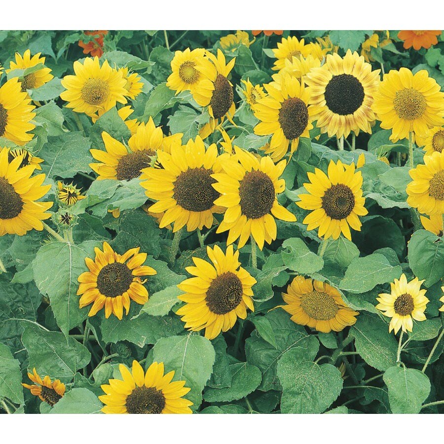 1Pint Yellow Sunflower (L11281) at