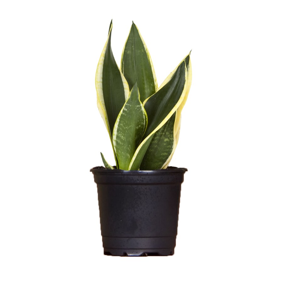 Exotic Angel Plants Snake Plant L951hp In The House Plants Department At Lowes Com