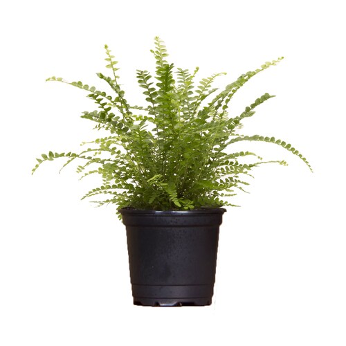 Exotic Angel Plants Lemon Button Fern (L22578) in the House Plants ...