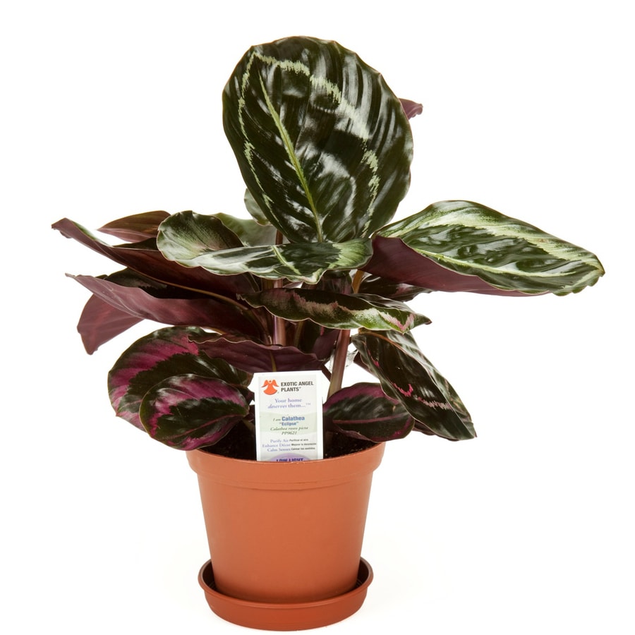 Exotic Angel Plants Calathea (L20924hp) in the House Plants department