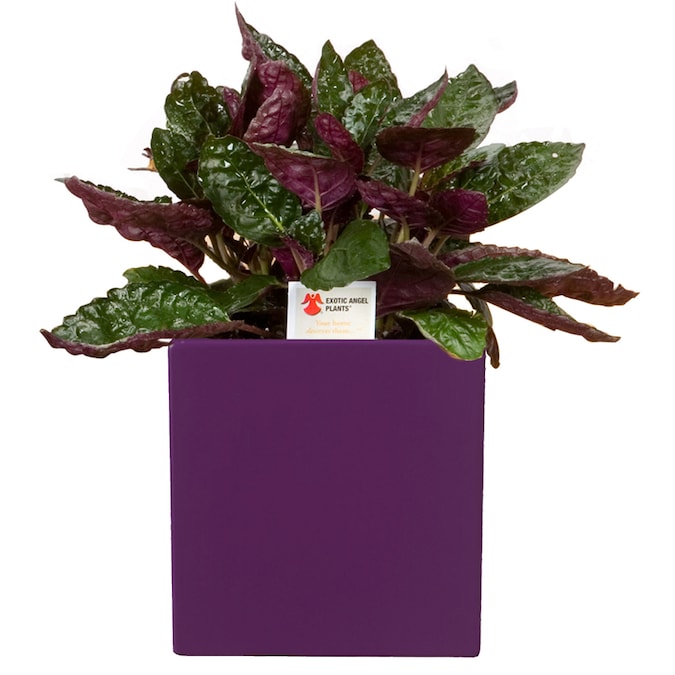 Exotic Angel Plants Insignificant Purple Waffle L0095 in the House ...
