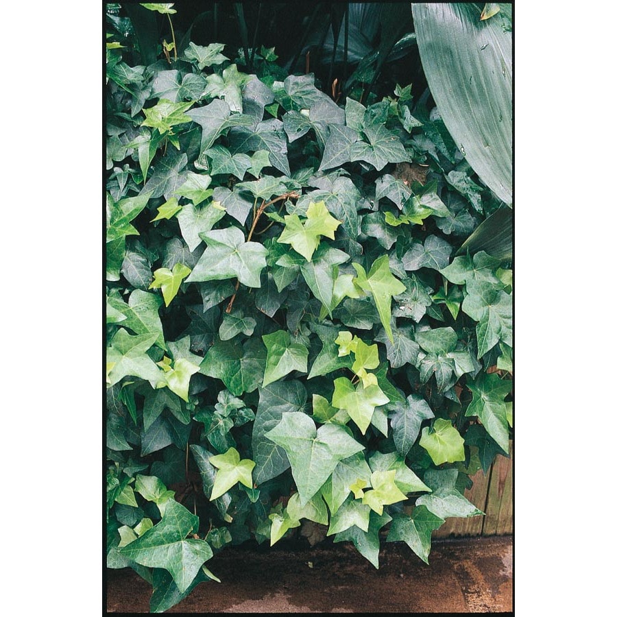 Shop Exotic Angel Plants 1.25Quart English Ivy (L5369hp) at