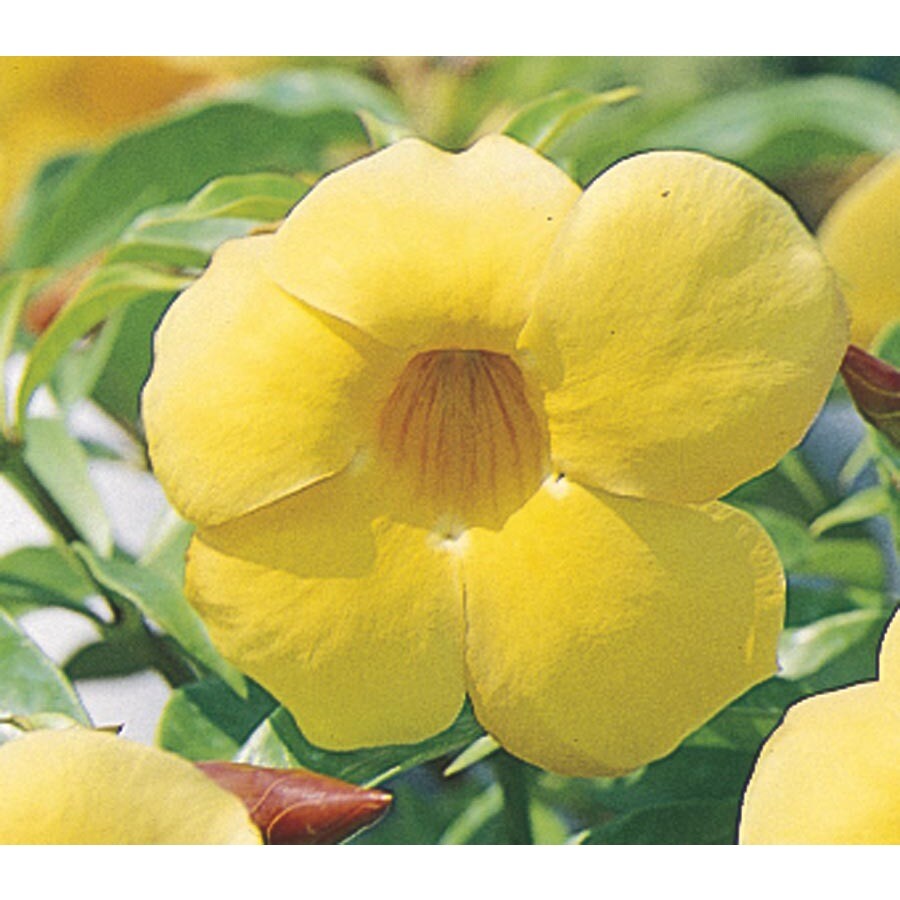 1-Gallon Yellow Allamanda Bush Flowering Shrub (L3415) at Lowes.com