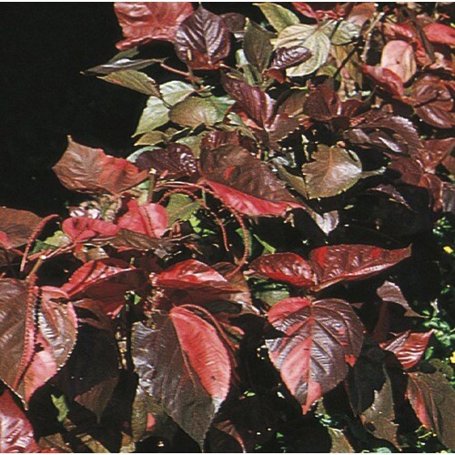 2Gallon Insignificant Copper Plant (L4635) in the Annuals department